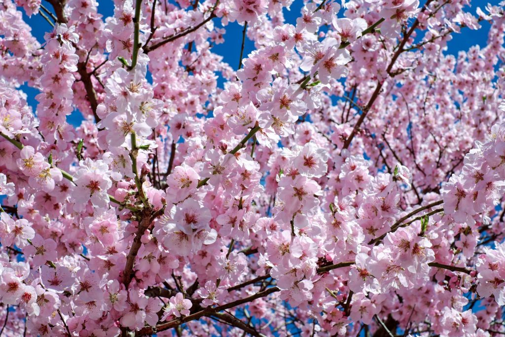 Zweiter Frühling auf meinegeschichten.de